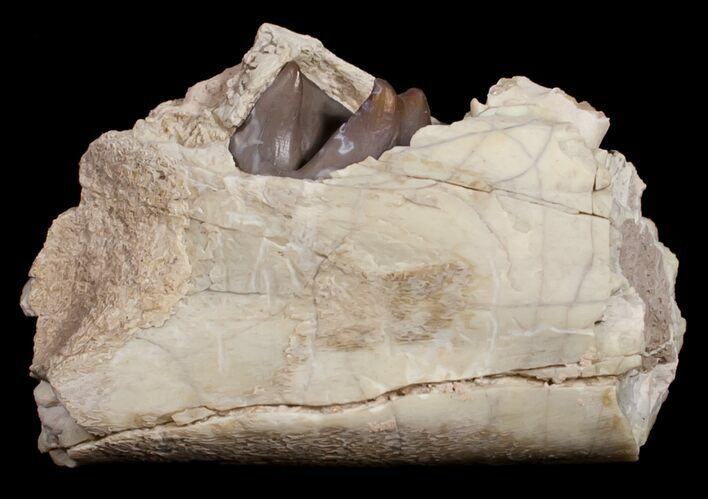 Hyracodon (Running Rhino) Jaw Section - Nebraska #10726